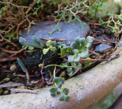 Asplenium ruta-muraria  III ...  25.2.17 008.jpg