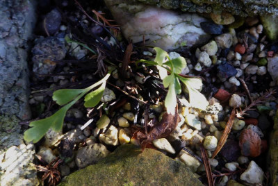 Asplenium x murbeckii  ...   25.2.17 013.jpg