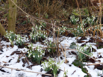 2017-02-25 Galanthus.jpg