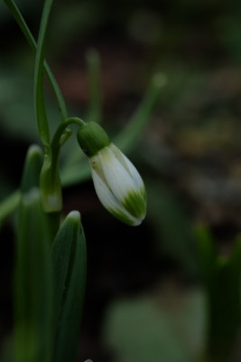 G.Scharlockii.JPG