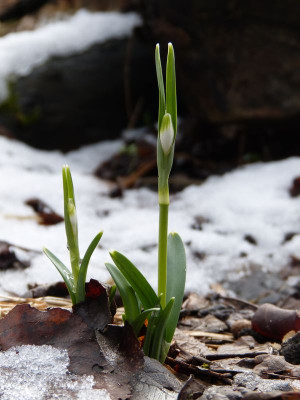 2017-02-25 Galanthus ‚Scharlockii’.jpg