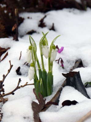2017-02-25 Gartenimpressionen 1.jpg
