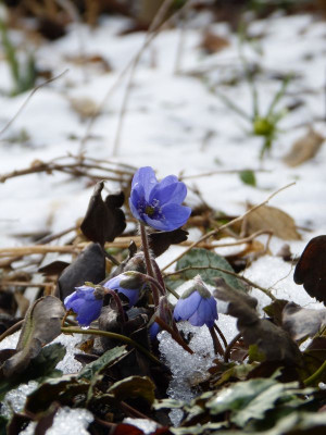 2017-02-25 Gartenimpressionen 2.jpg