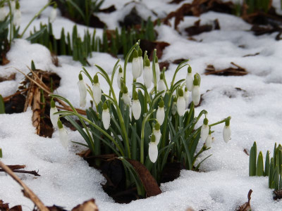 2017-02-25 Gartenimpressionen 3.jpg
