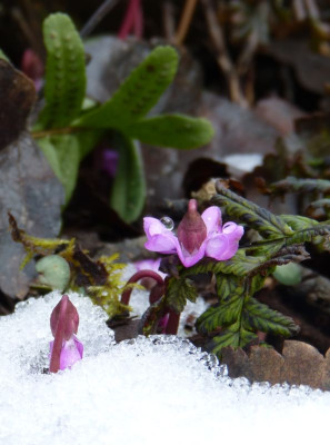 2017-02-25 Gartenimpressionen 5.jpg