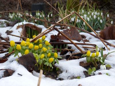 2017-02-25 Eranthis hyemalis.jpg