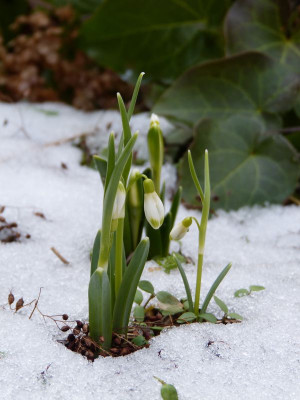 2017-02-25 Galanthus ‚Scharlockii’ 2.jpg