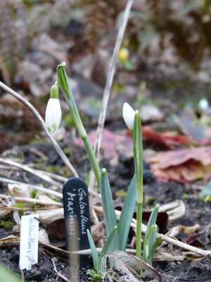 2017-02-25 Galanthus 'Maximus'.jpg