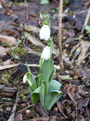 2017-02-25 Galanthus elwesii 2.jpg