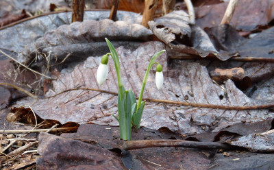 2017-02-25 Galanthus 'Mrs Backhous No. 12'.jpg