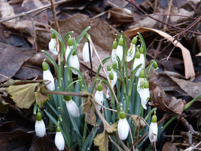 2017-02-25 Galanthus Schneckenfraß.jpg