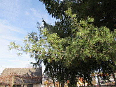 IMG_2761 Aststellung small.jpg