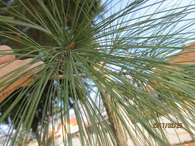 IMG_2762 Knospen small.jpg