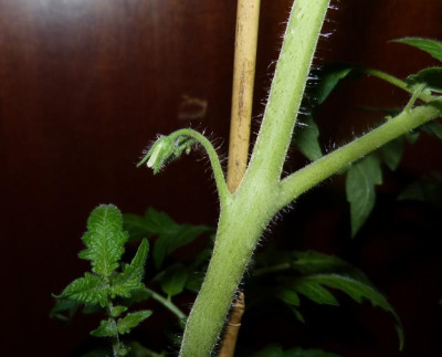 Lucky Tiger Blüte.jpg