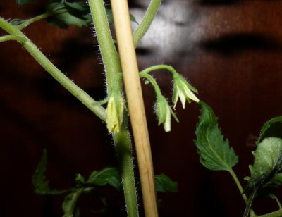 Pink Tiger Blüte.jpg