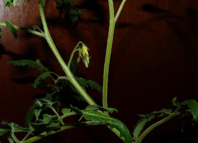 Nyagous Blüte.jpg