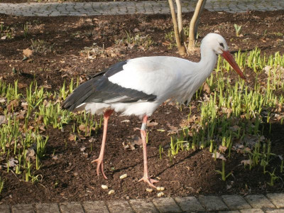 Mannheim Luisenpark 044.JPG
