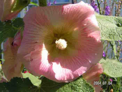 Alcea_gestreift_rosa.jpg
