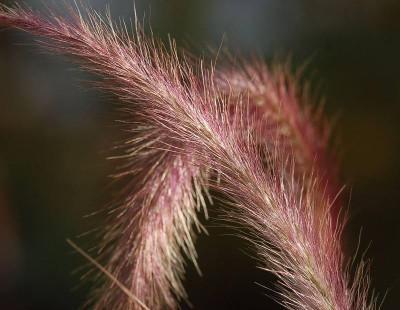 Pennisetum-setaceum-Rubrum.jpg