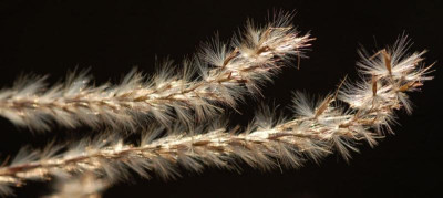 Miscanthus-Malepartus-11.jpg
