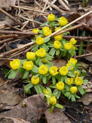 2017-02-26 Eranthis hyemalis.jpg