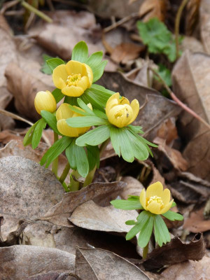 2017-02-26 Eranthis 'Schwefelglanz' 3.jpg