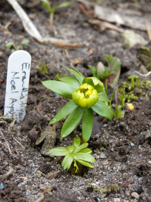 2017-02-26 Eranthis 'Noel Ayres'.jpg