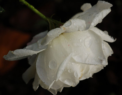 Boule-Neige-November-2006.jpg