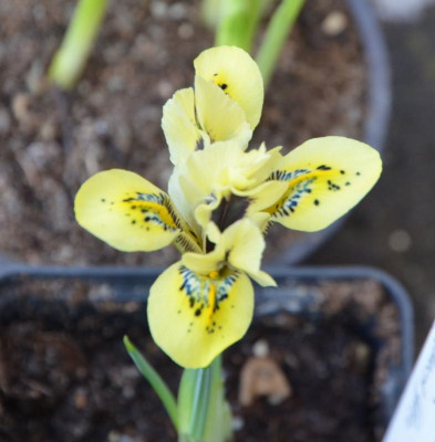 Iris_reticulata-OrangeGlow.17-1.jpg