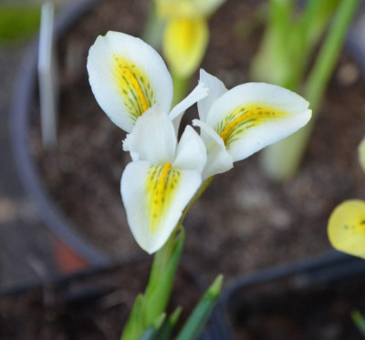Iris_reticulata-weiß-gelb.17-1.jpg
