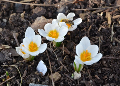 Crocus_sieberi-BowlesWhite.17-1.jpg