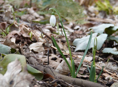 2017-02-26 Galanthus 'Cornwood'.jpg
