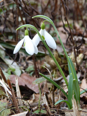 2017-02-26 Galanthus 'Atkinsii'.jpg