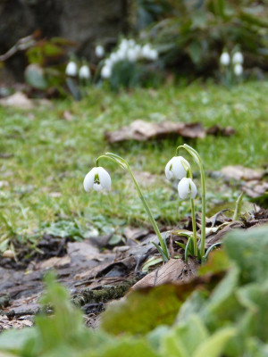 2017-02-26 Galanthus 'Hippolyta' 2.jpg