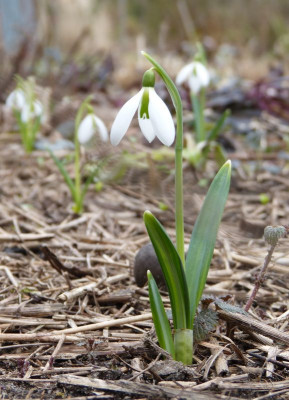 2017-02-26 Galanthus 'Sally Pasmore'.jpg