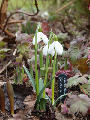 2017-02-26 Galanthus 'Sir Henry Maxwell'.jpg