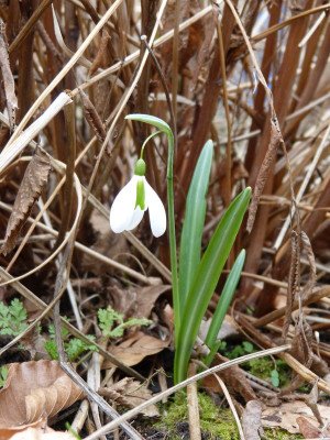 2017-02-26 Galanthus 'The Pearl'.jpg