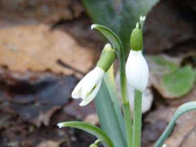2017-02-26 Galanthus Zeichnung.jpg