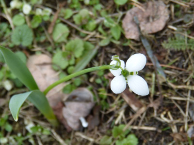 2017-02-26 Galanthus elwesii 3.jpg