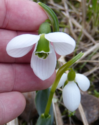 2017-02-26 Galanthus elwesii 6.jpg