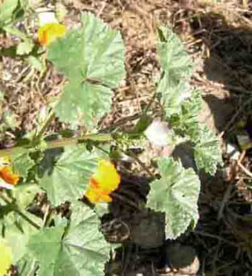 Malva_neglecta.jpg