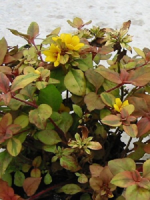 _lysimachia_congestiflora__outback_sunset.jpg