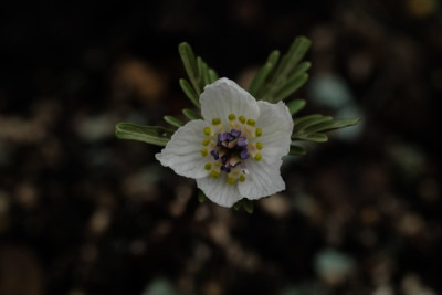E.pinnatifida.JPG