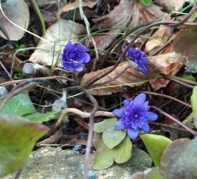 hepatica-charly 2017.jpg