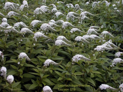 Lysimachia_clethroides0011.jpg