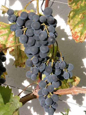 muscat_bleu.jpg