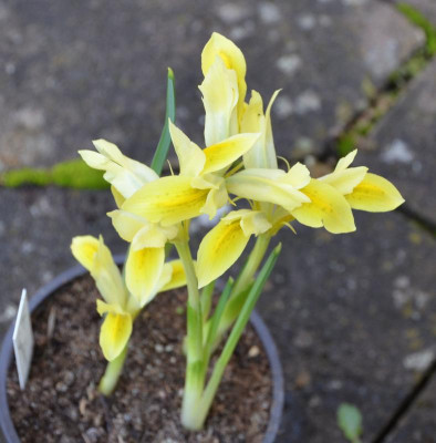 Iris_reticulata-Sunshine.17-1.jpg