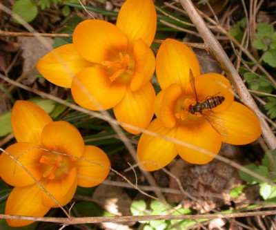 DSCN8278 Crocus  mit besuch.jpg