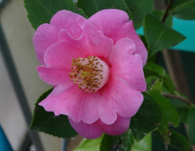 DSC04371.jpg
