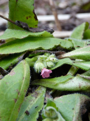 2017-02-26 Pulmonaria rubra.jpg